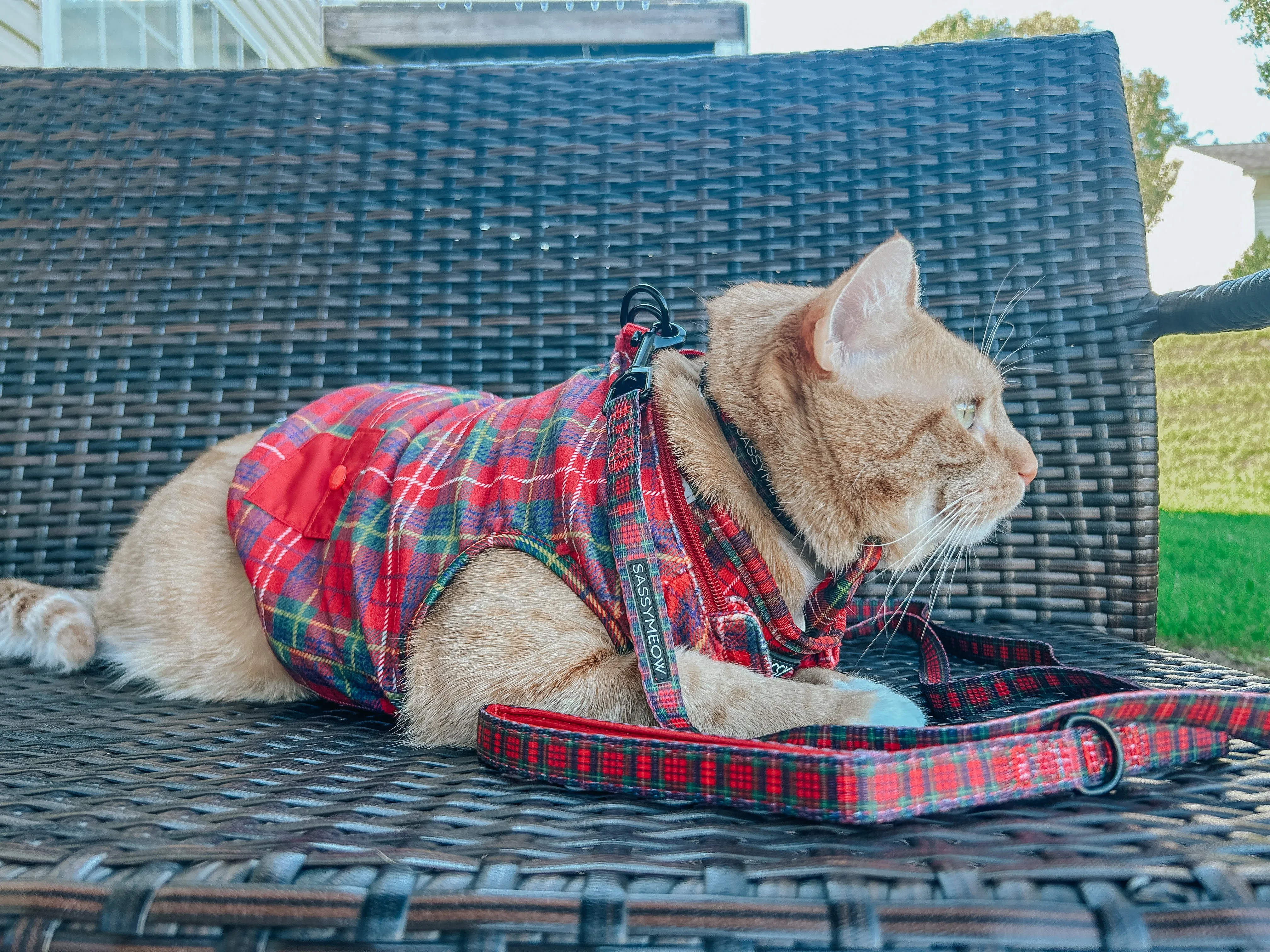 Cat Leash - Deck the Paws