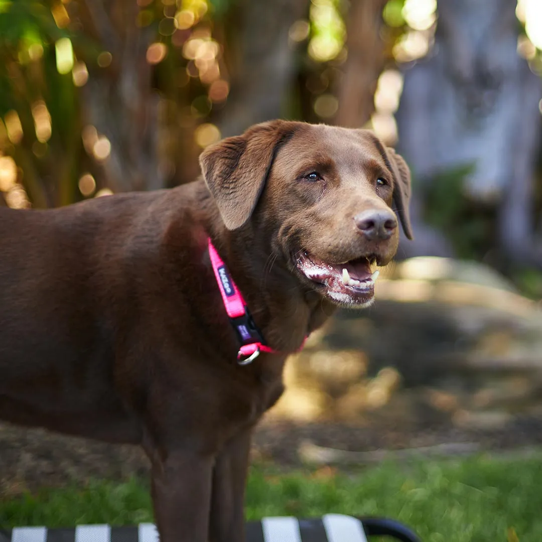 Classic Easy-clip Dog Collar - Pink