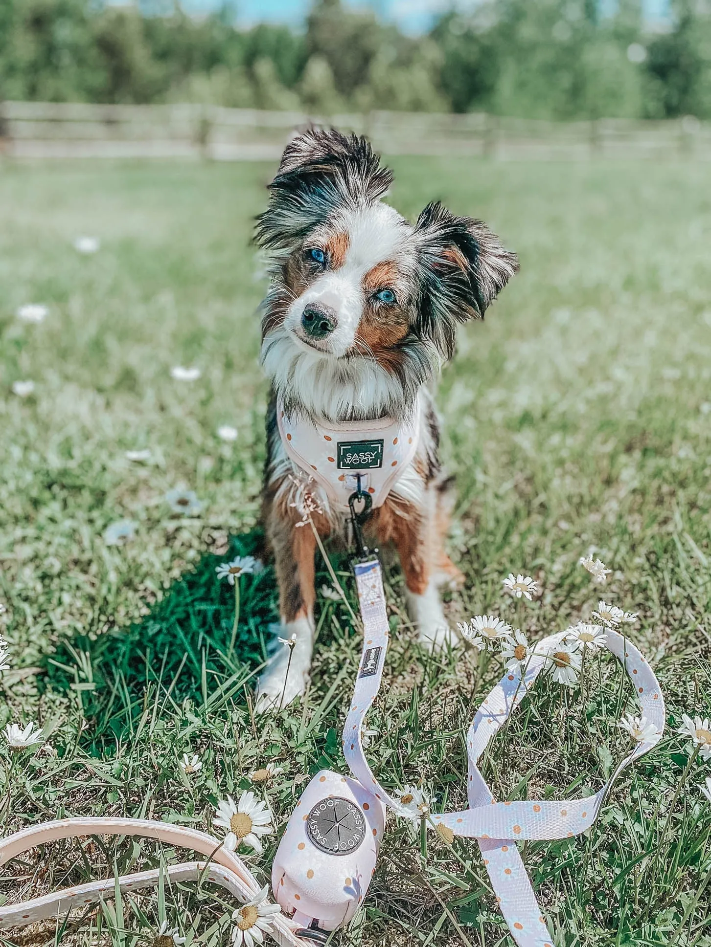 Dog Adjustable Harness - Dainty Daisy