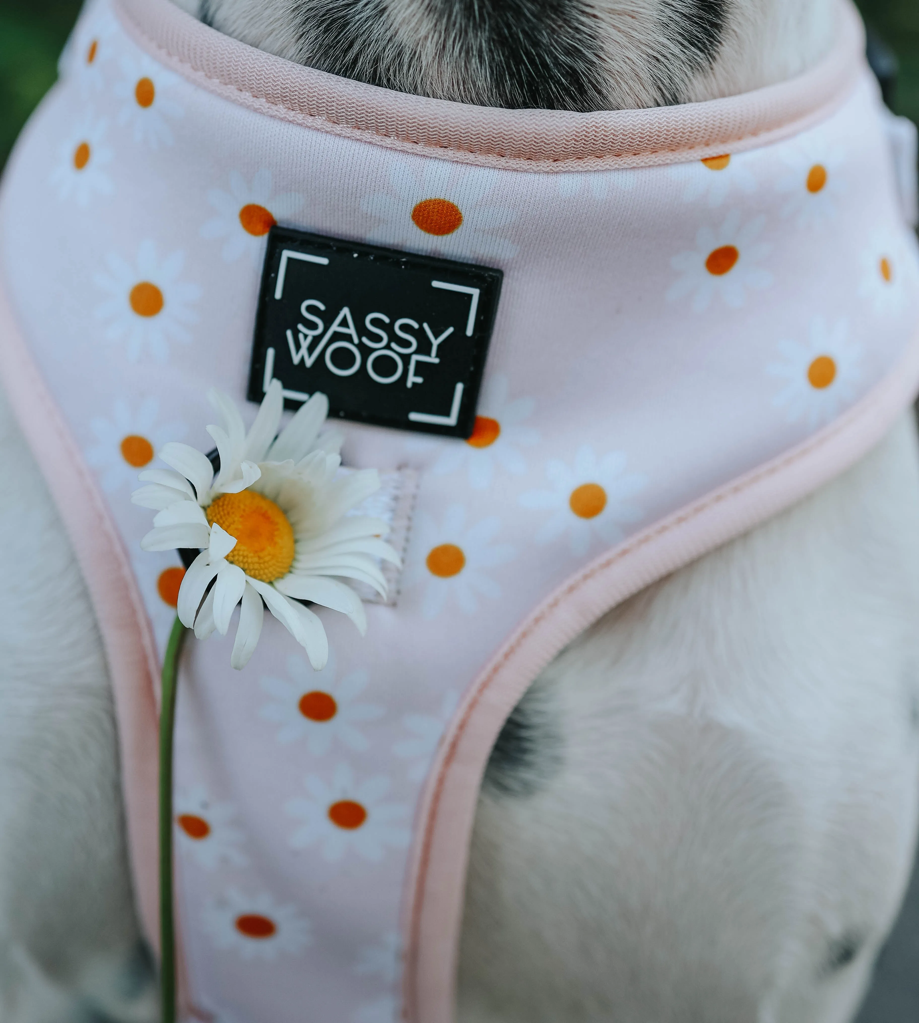 Dog Adjustable Harness - Dainty Daisy