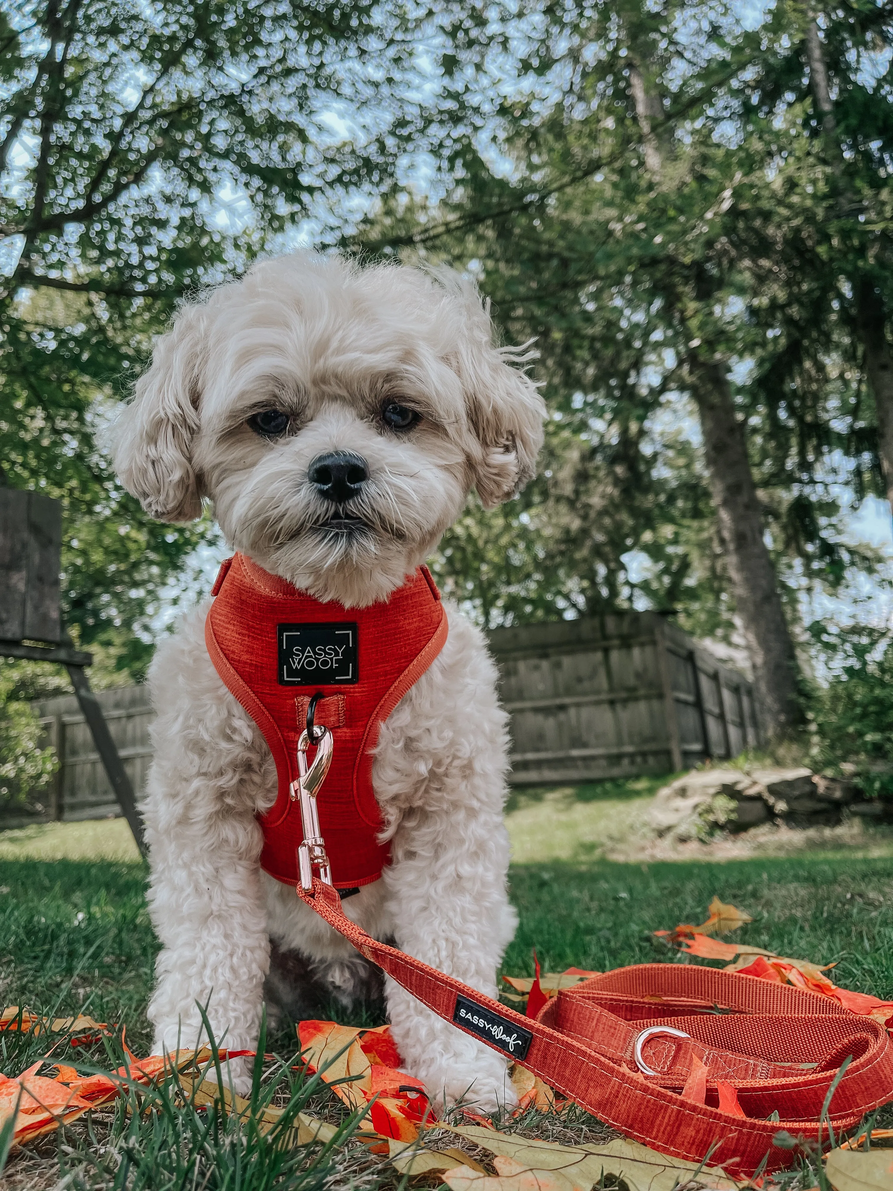 Dog Adjustable Harness - Foxy