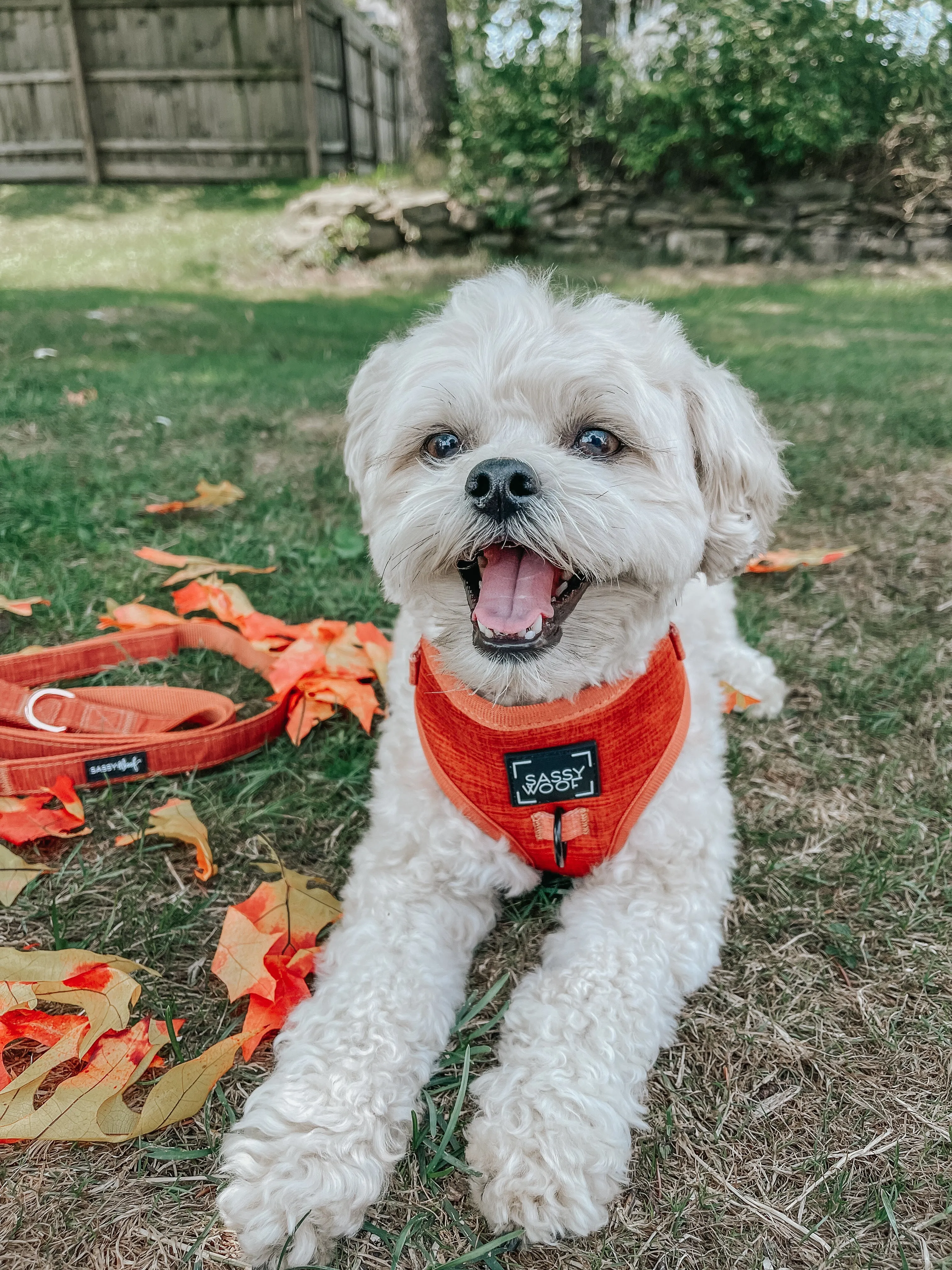 Dog Adjustable Harness - Foxy