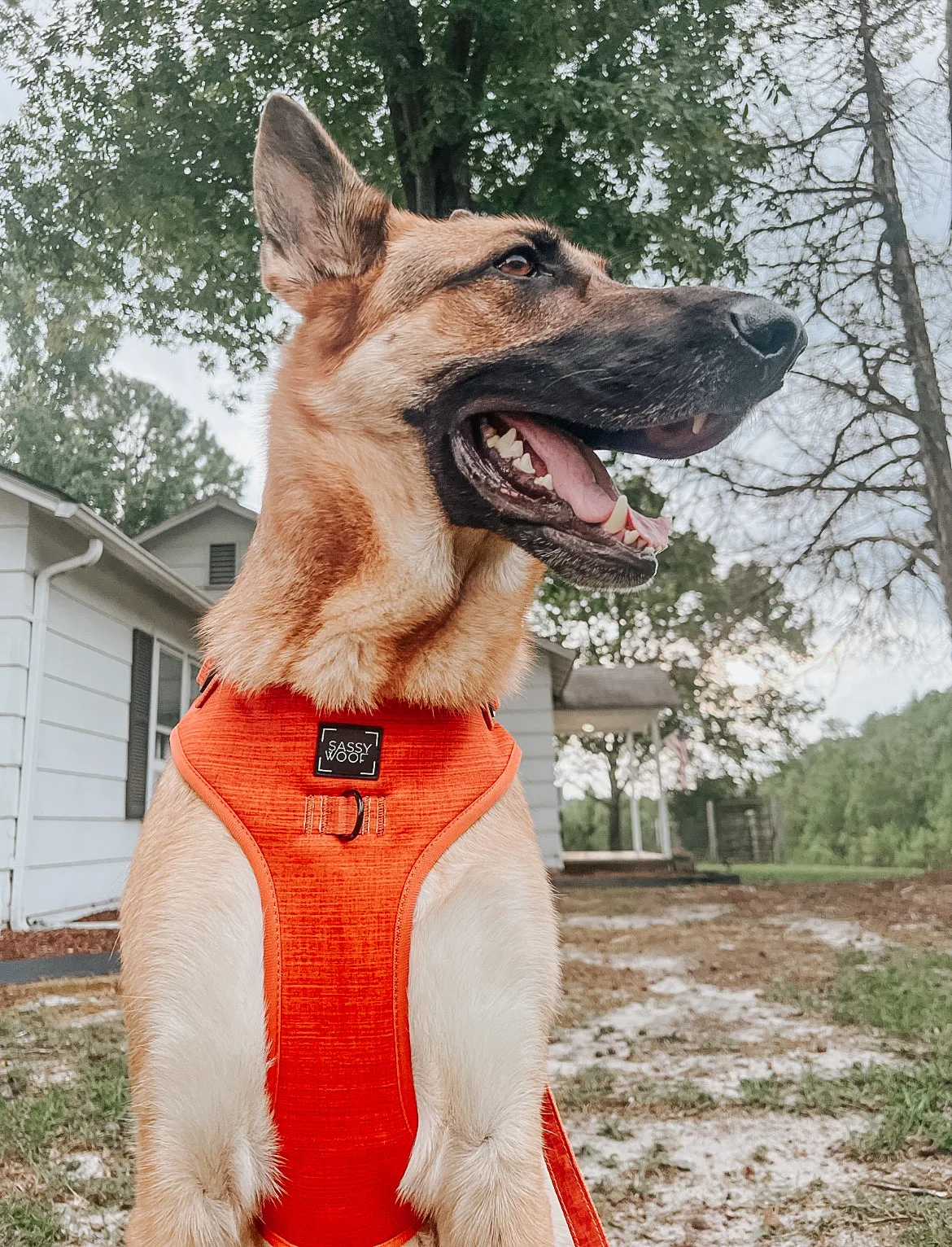 Dog Adjustable Harness - Foxy