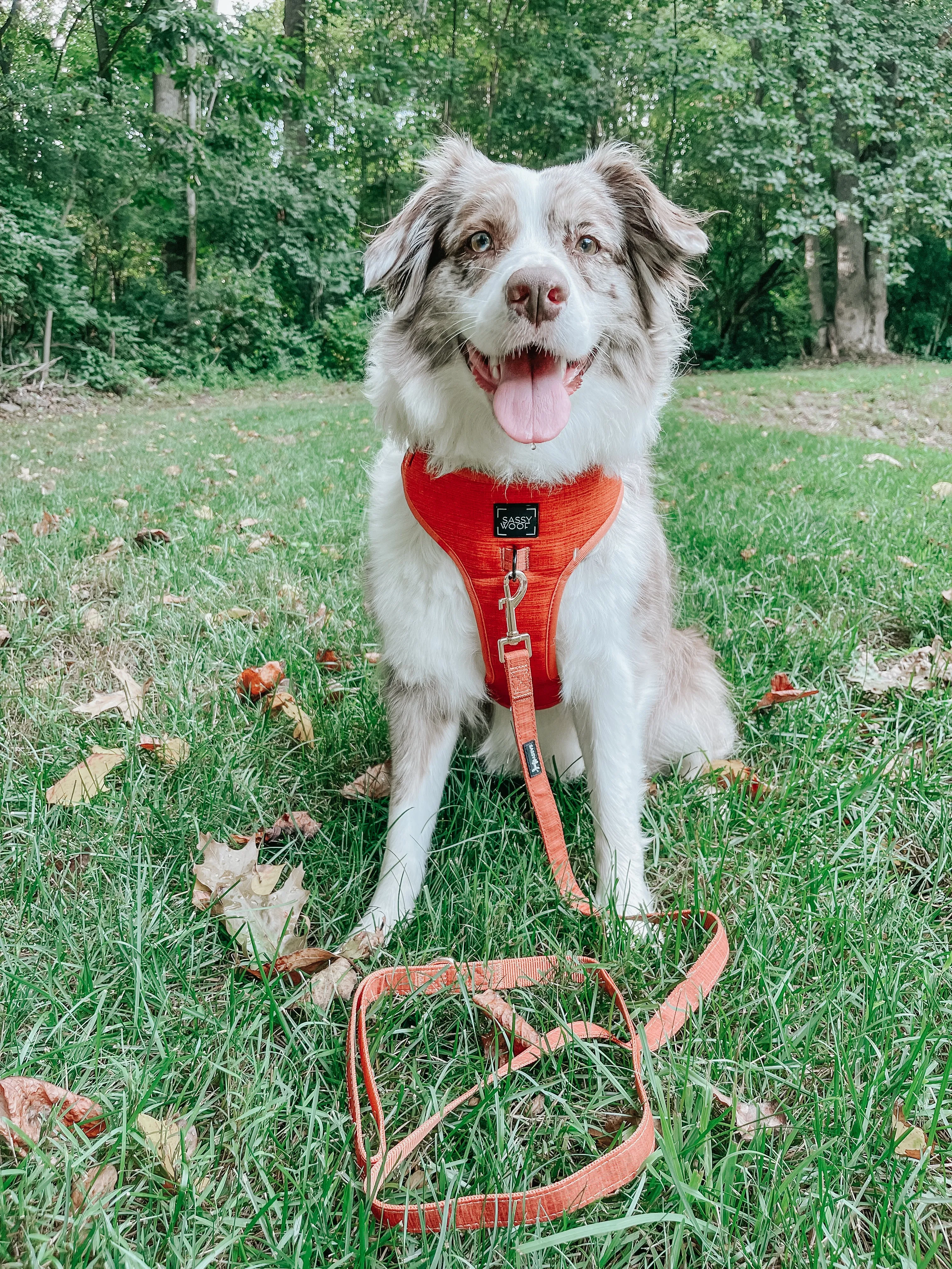 Dog Adjustable Harness - Foxy