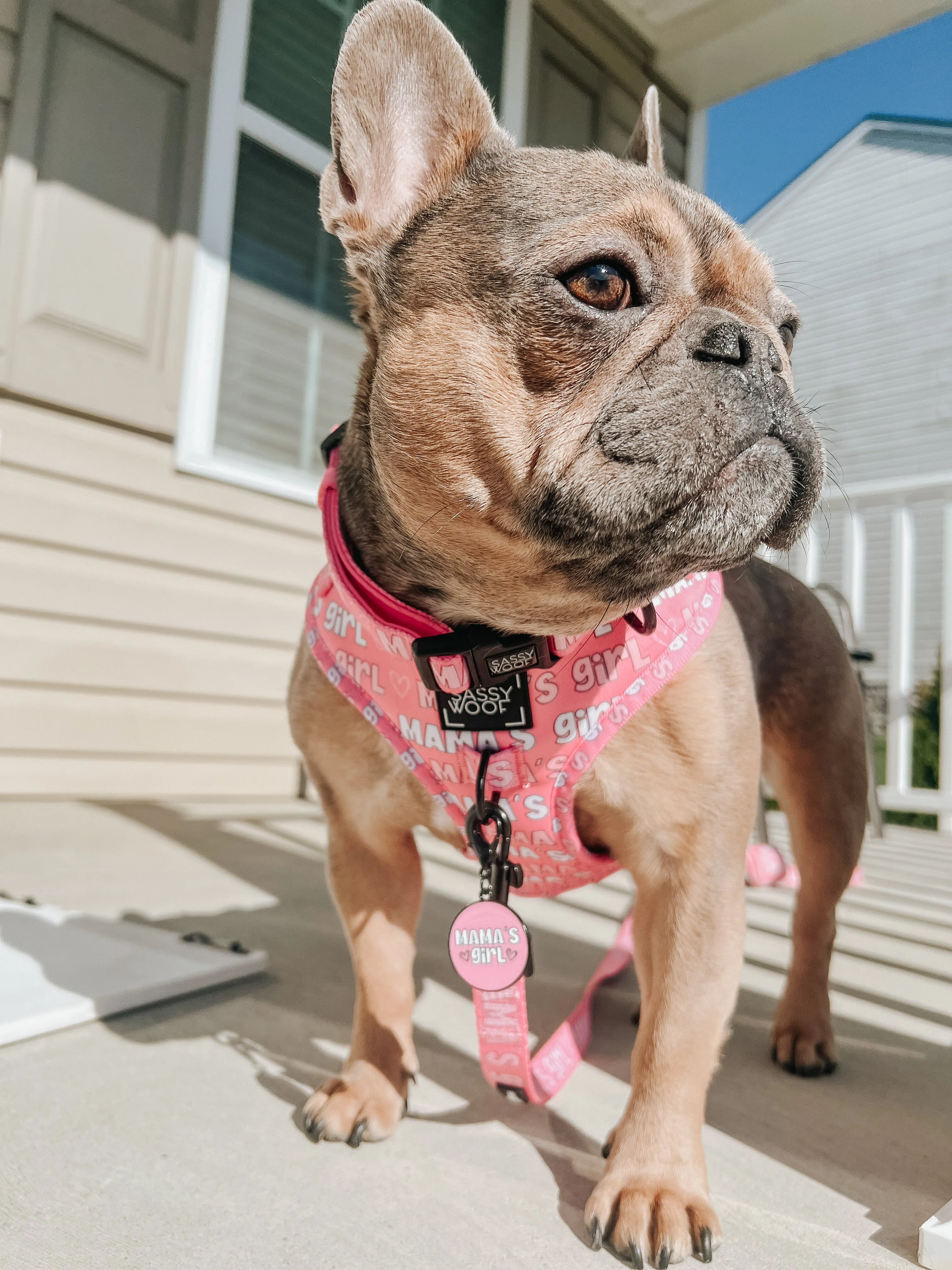 Dog Adjustable Harness - Mama's Girl