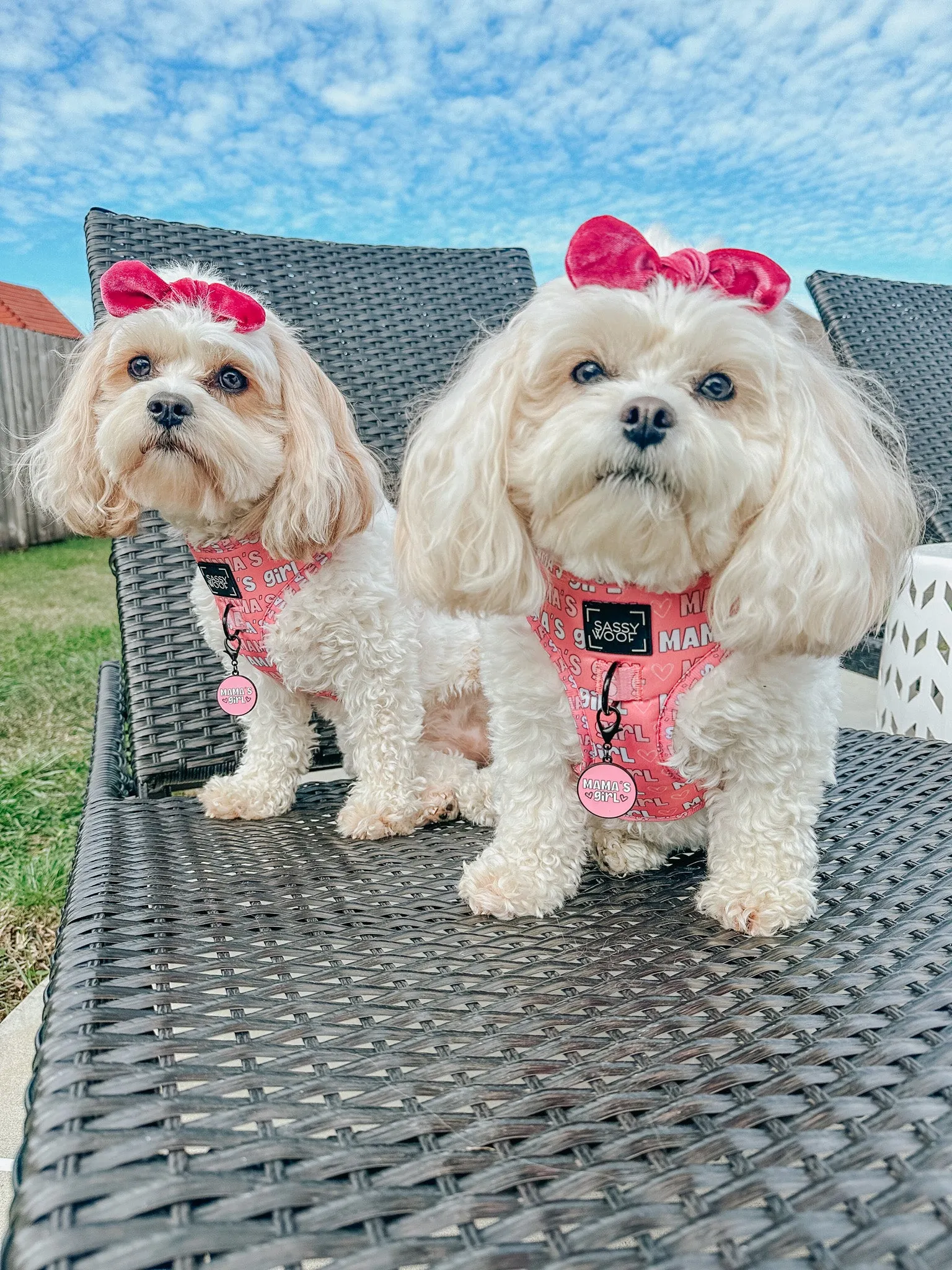 Dog Adjustable Harness - Mama's Girl