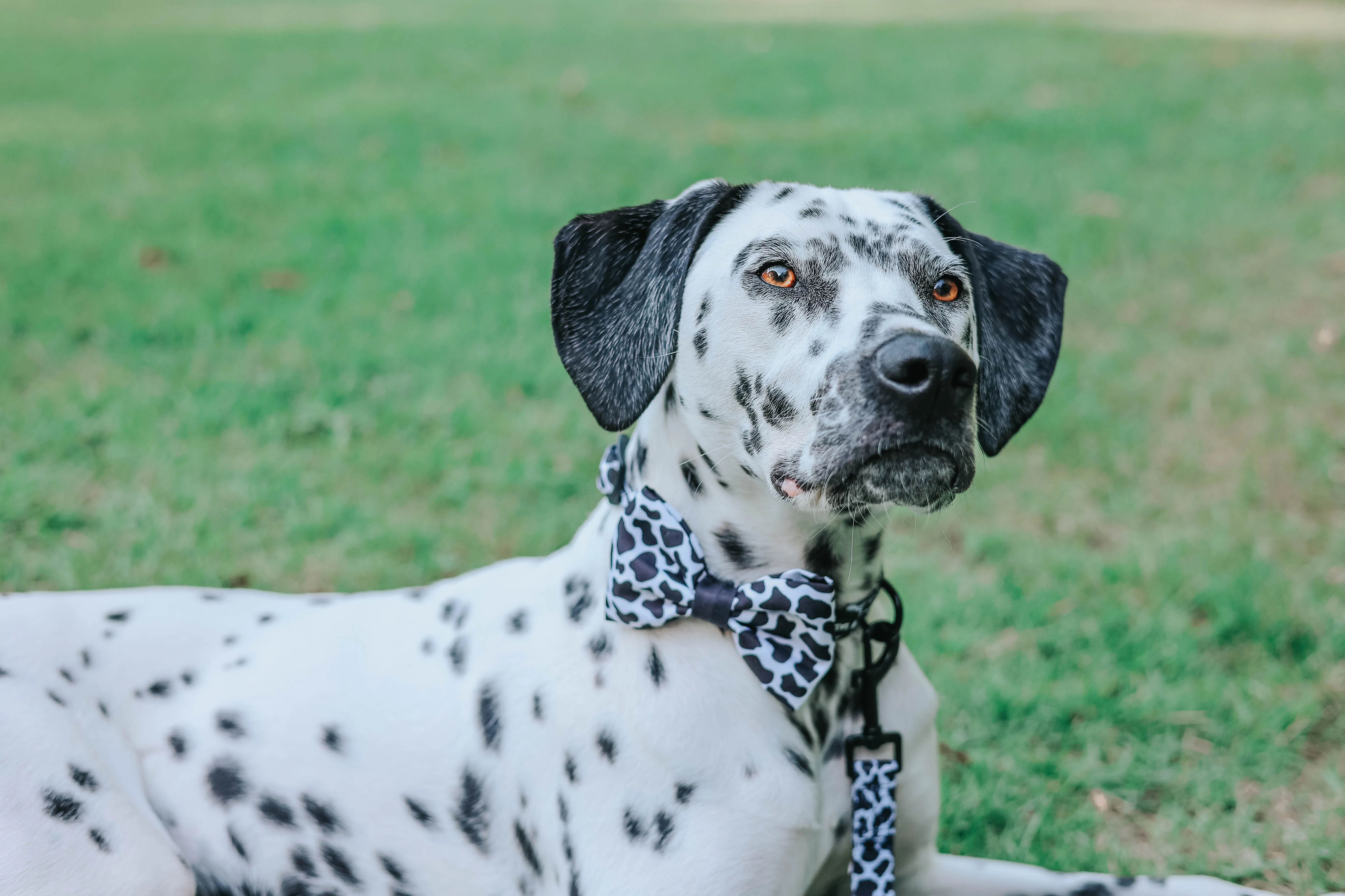 Dog Bowtie - Moo Moo