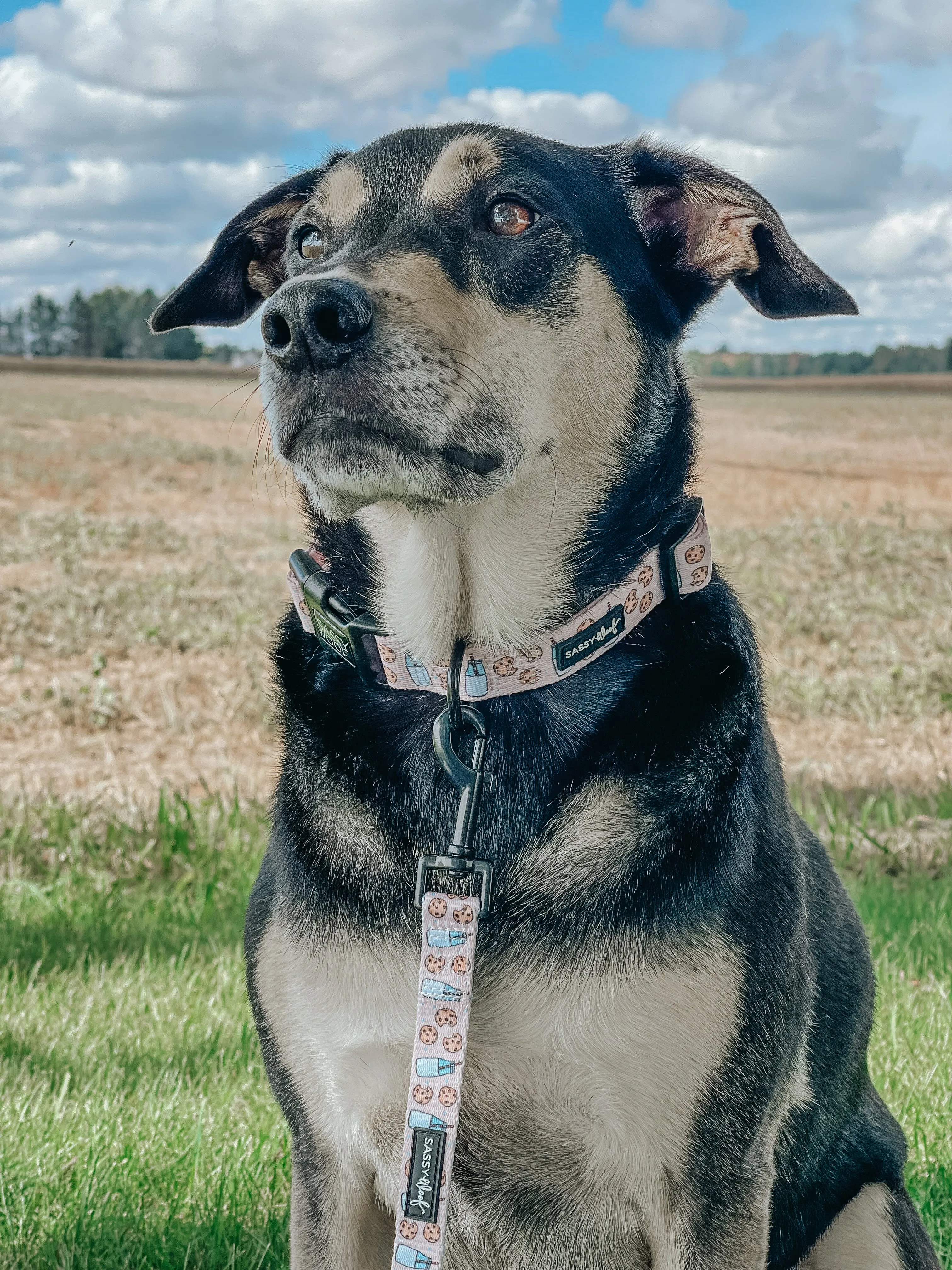 Dog Collar - Cookies Fur Santa