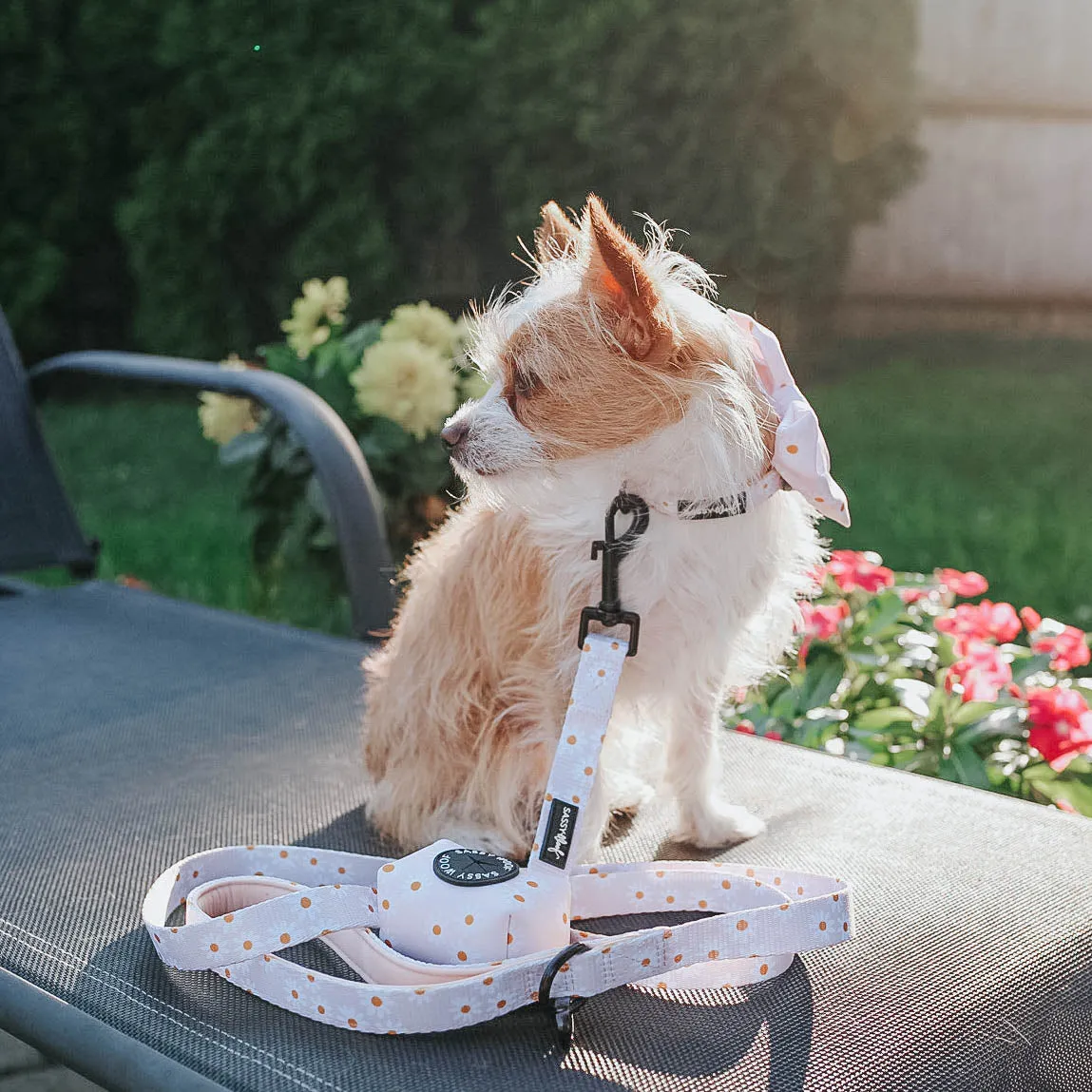 Dog Collar - Dainty Daisy