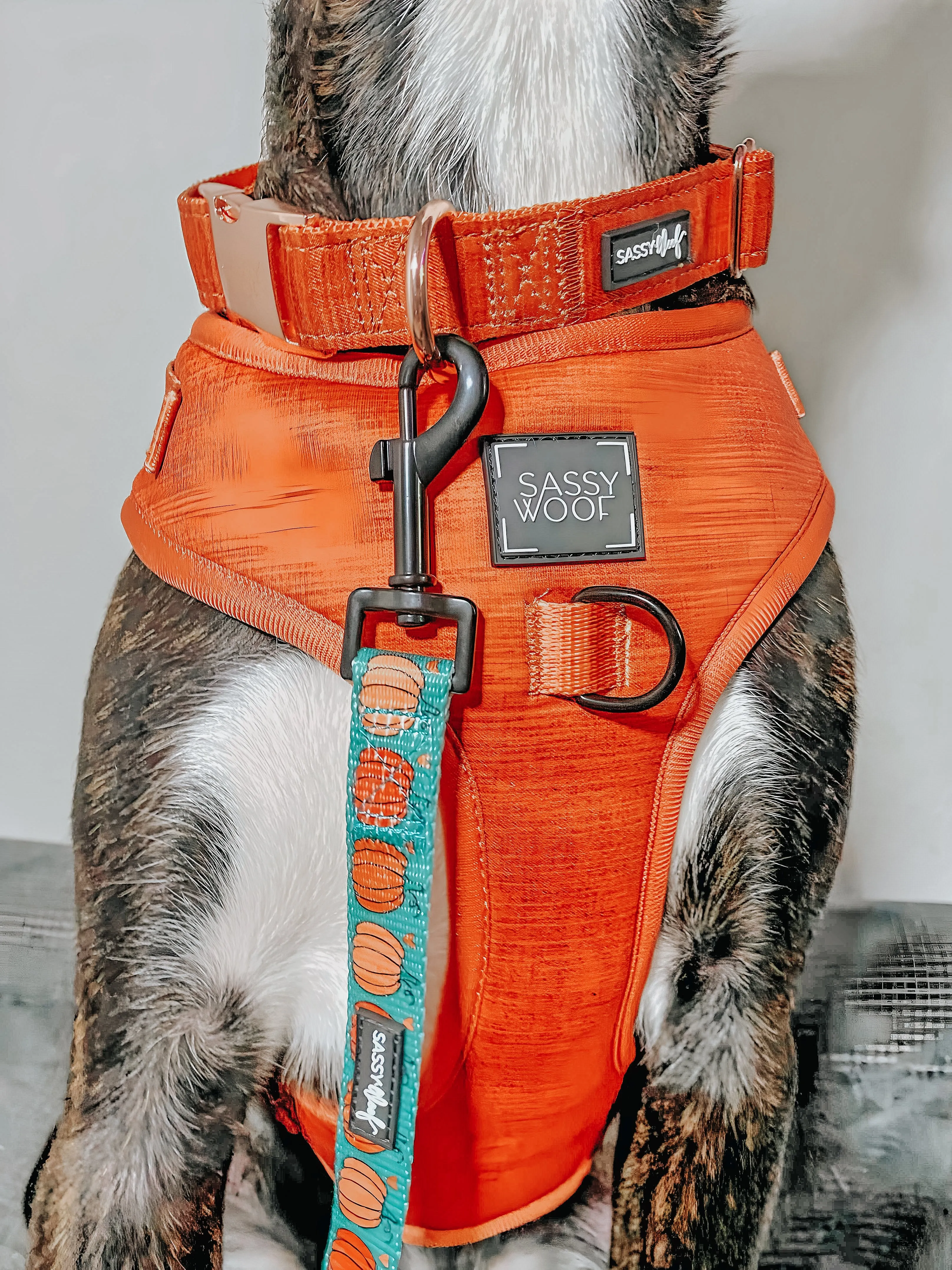 Dog Collar - Foxy