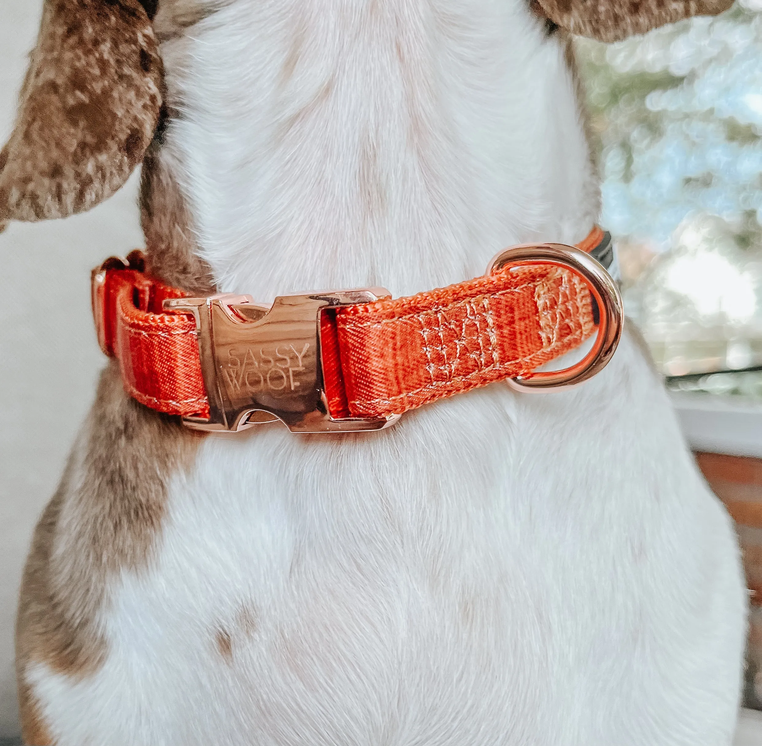 Dog Collar - Foxy