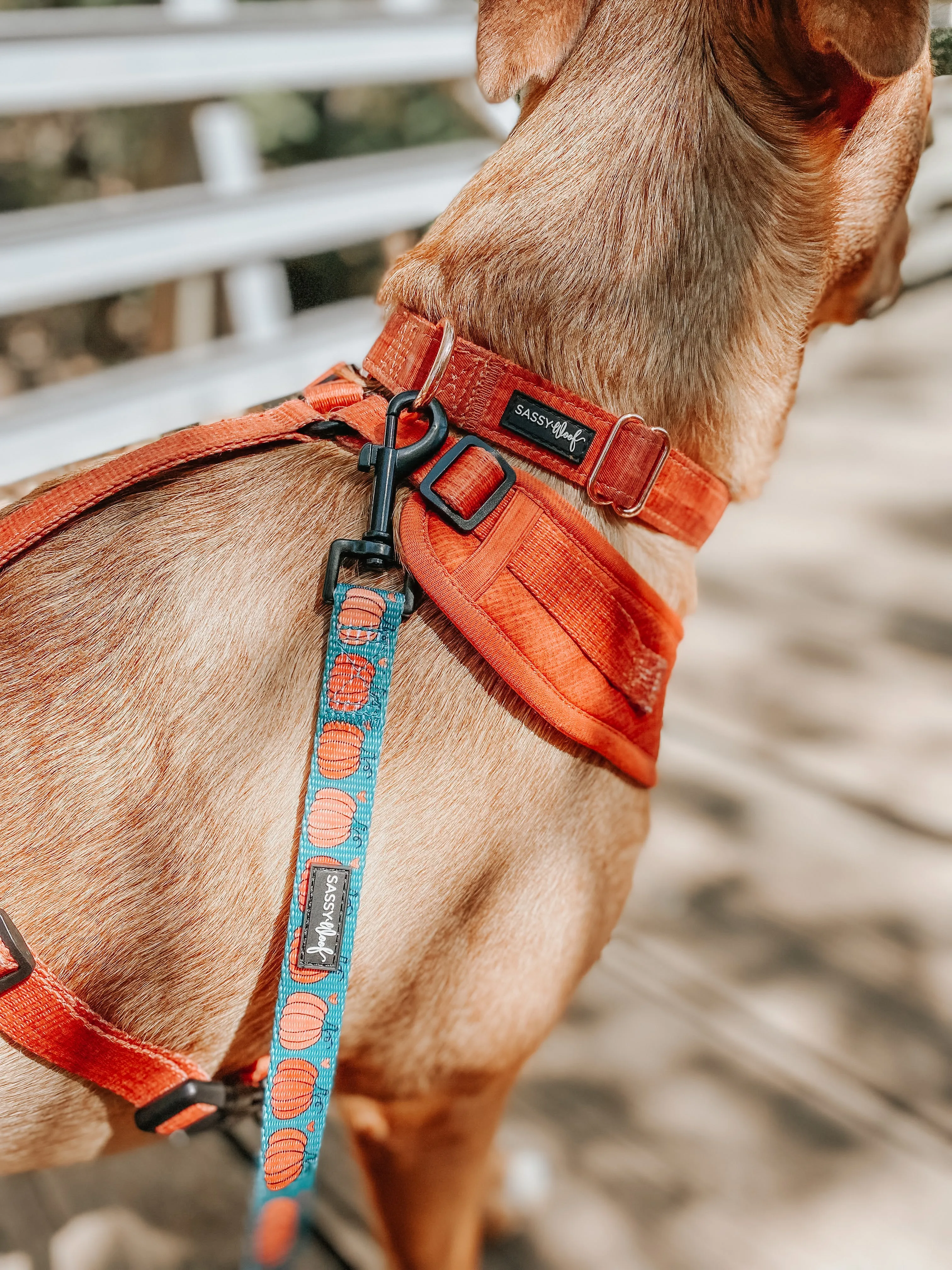 Dog Collar - Foxy