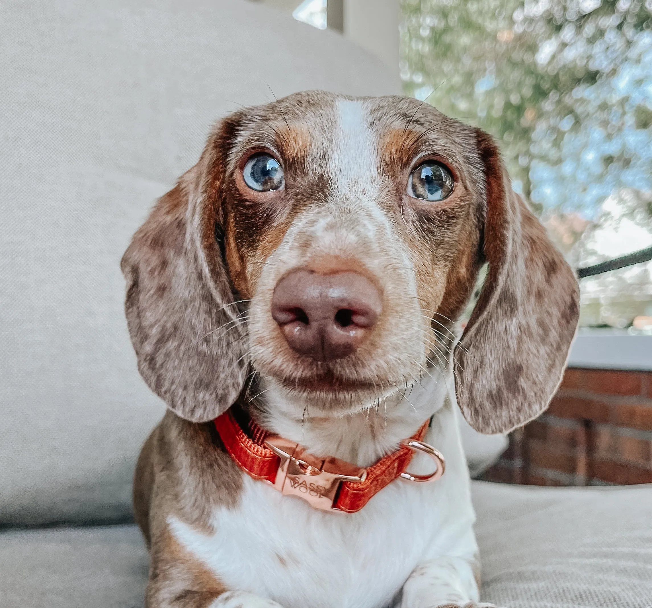 Dog Collar - Foxy