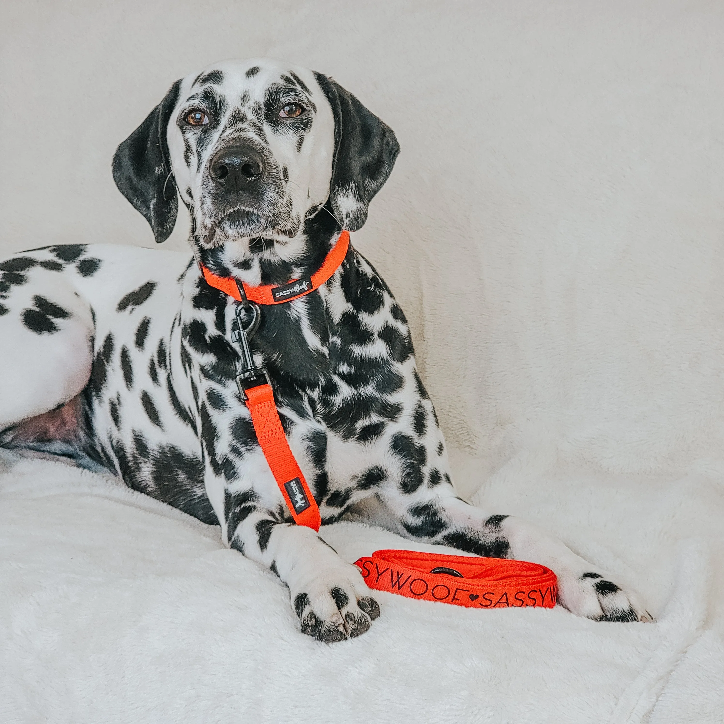 Dog Collar - Neon Red