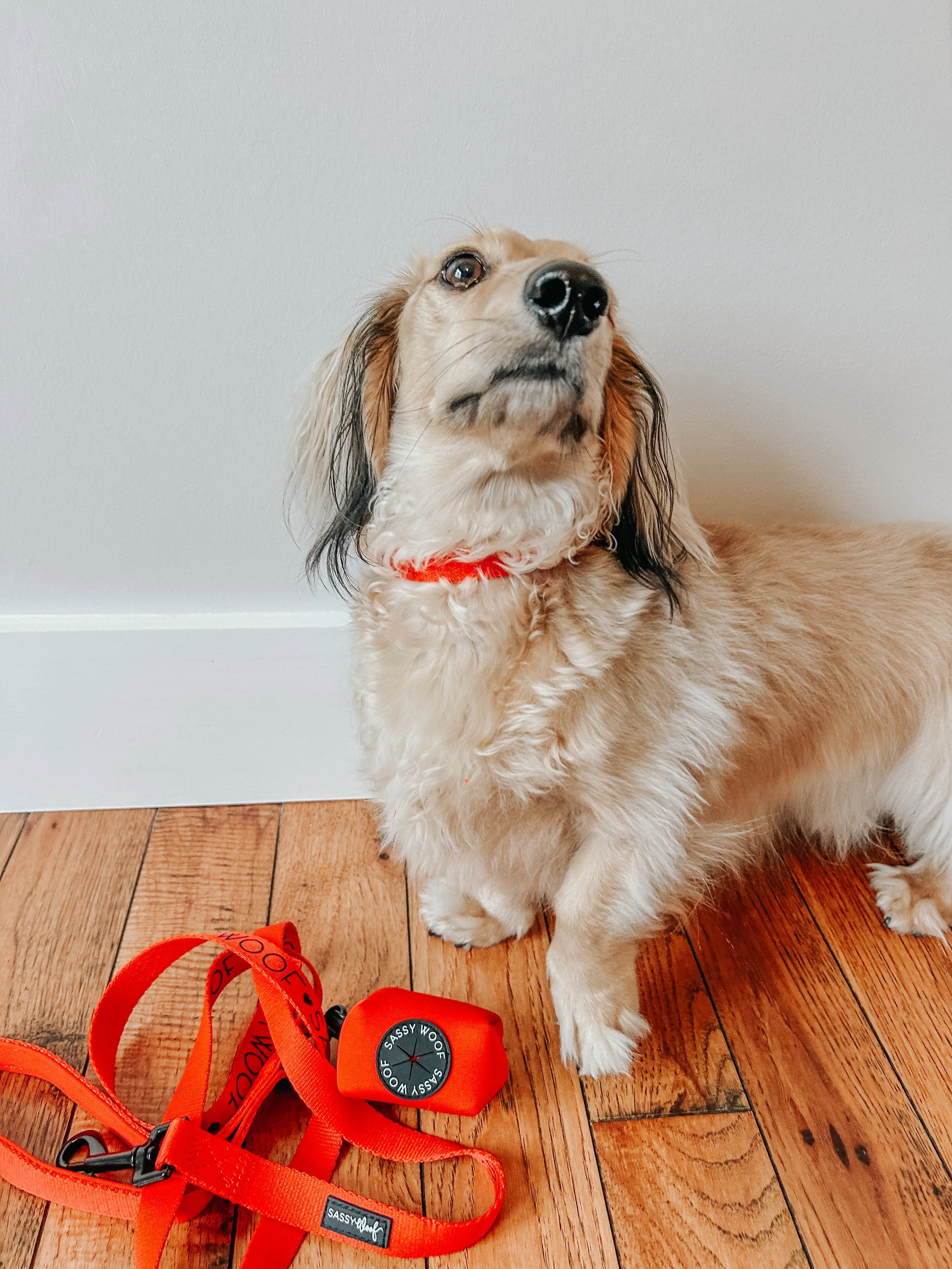 Dog Collar - Neon Red