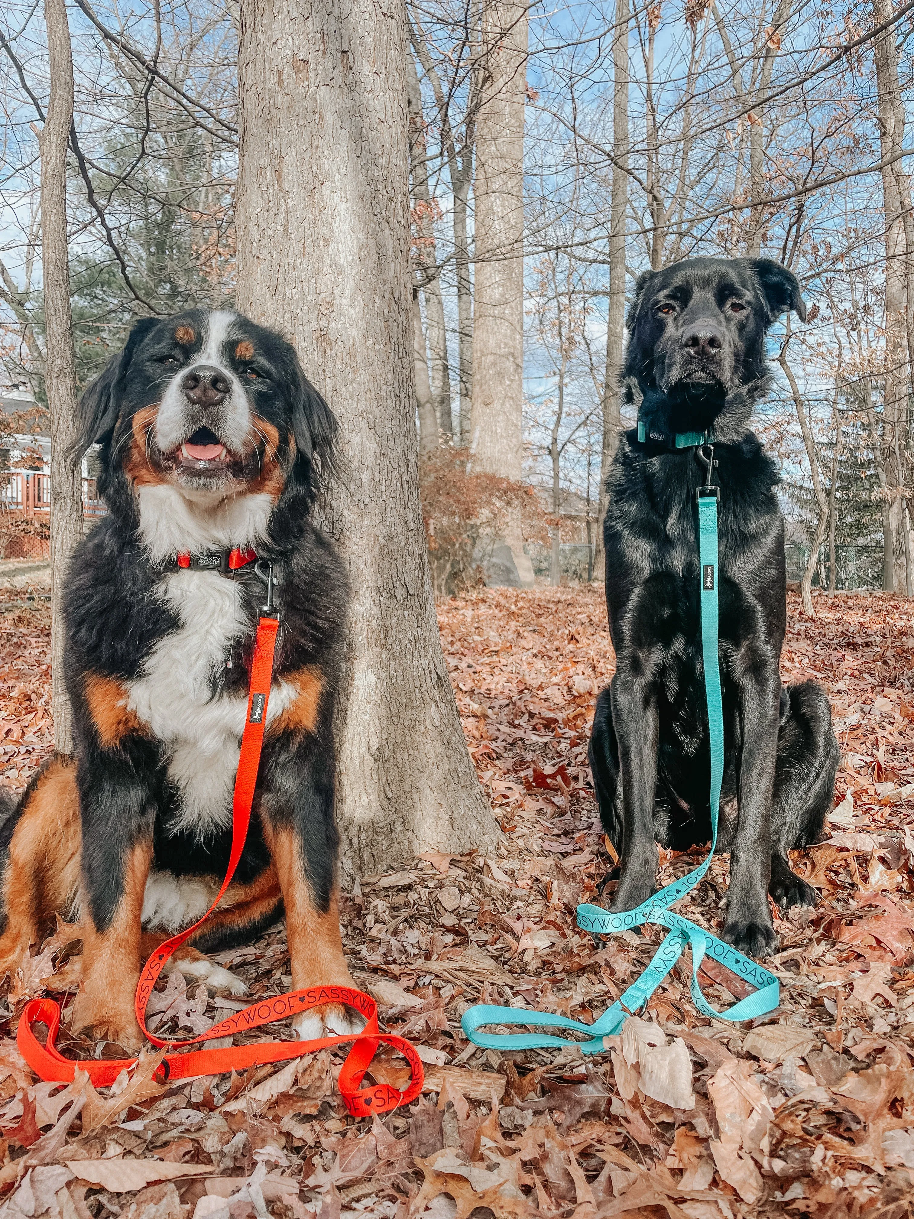 Dog Collar - Neon Red