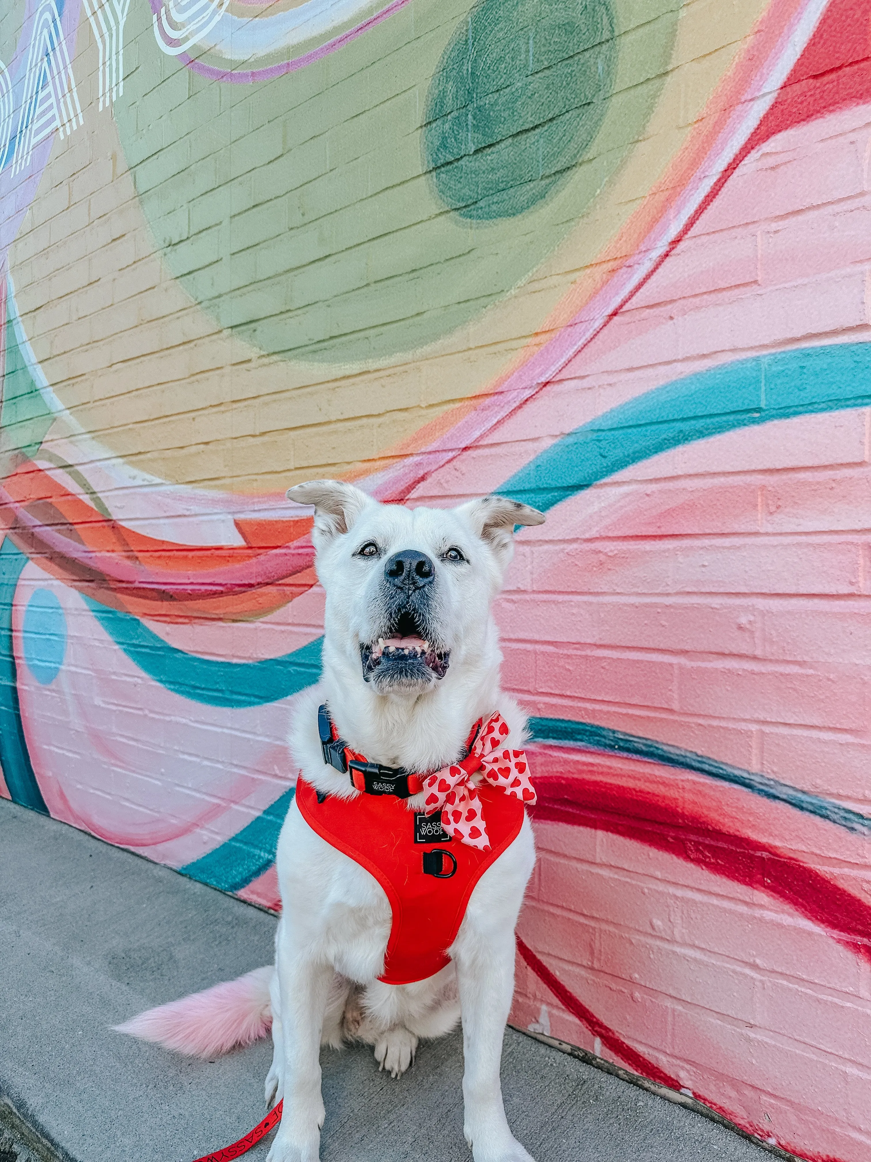 Dog Collar - Neon Red