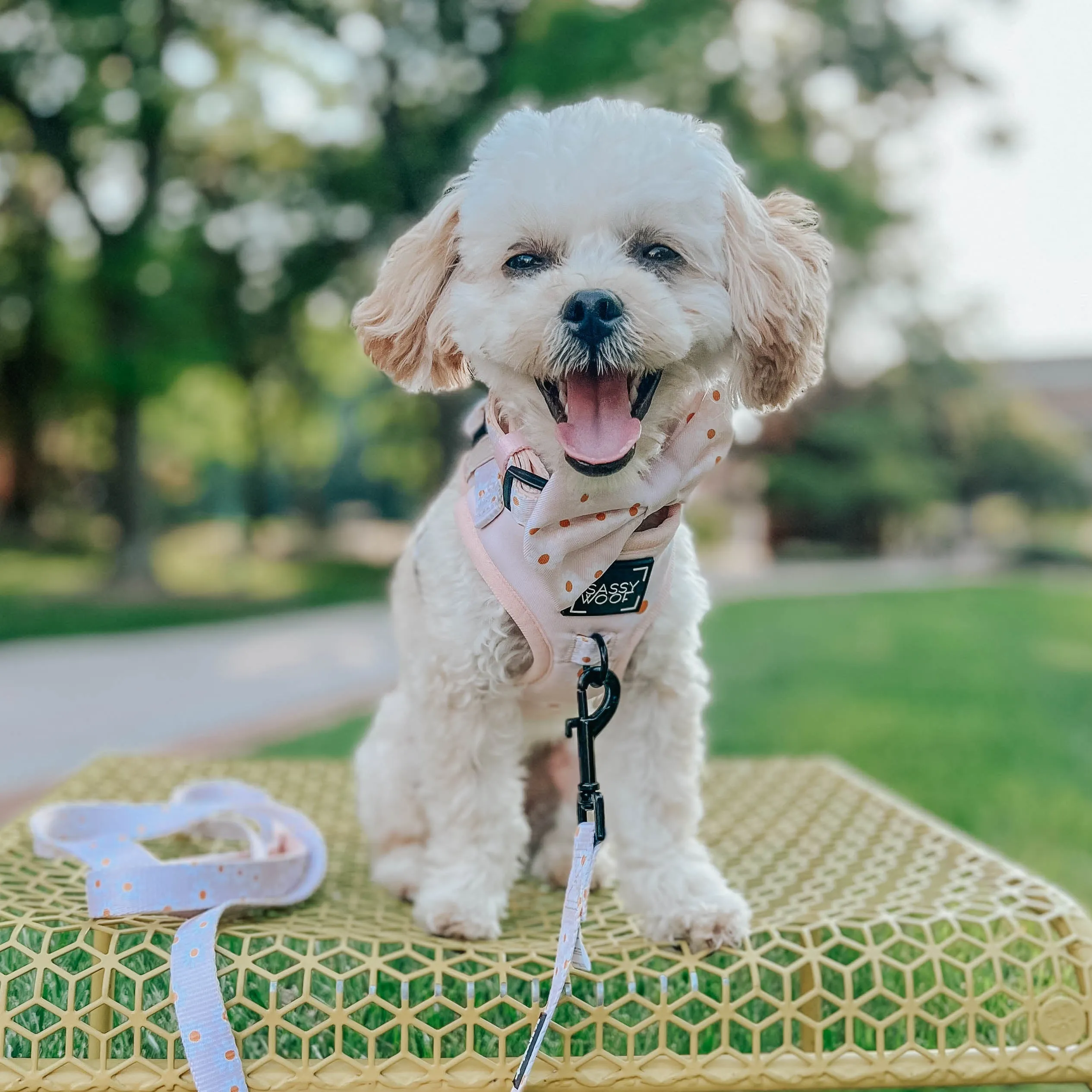 Dog Leash - Dainty Daisy