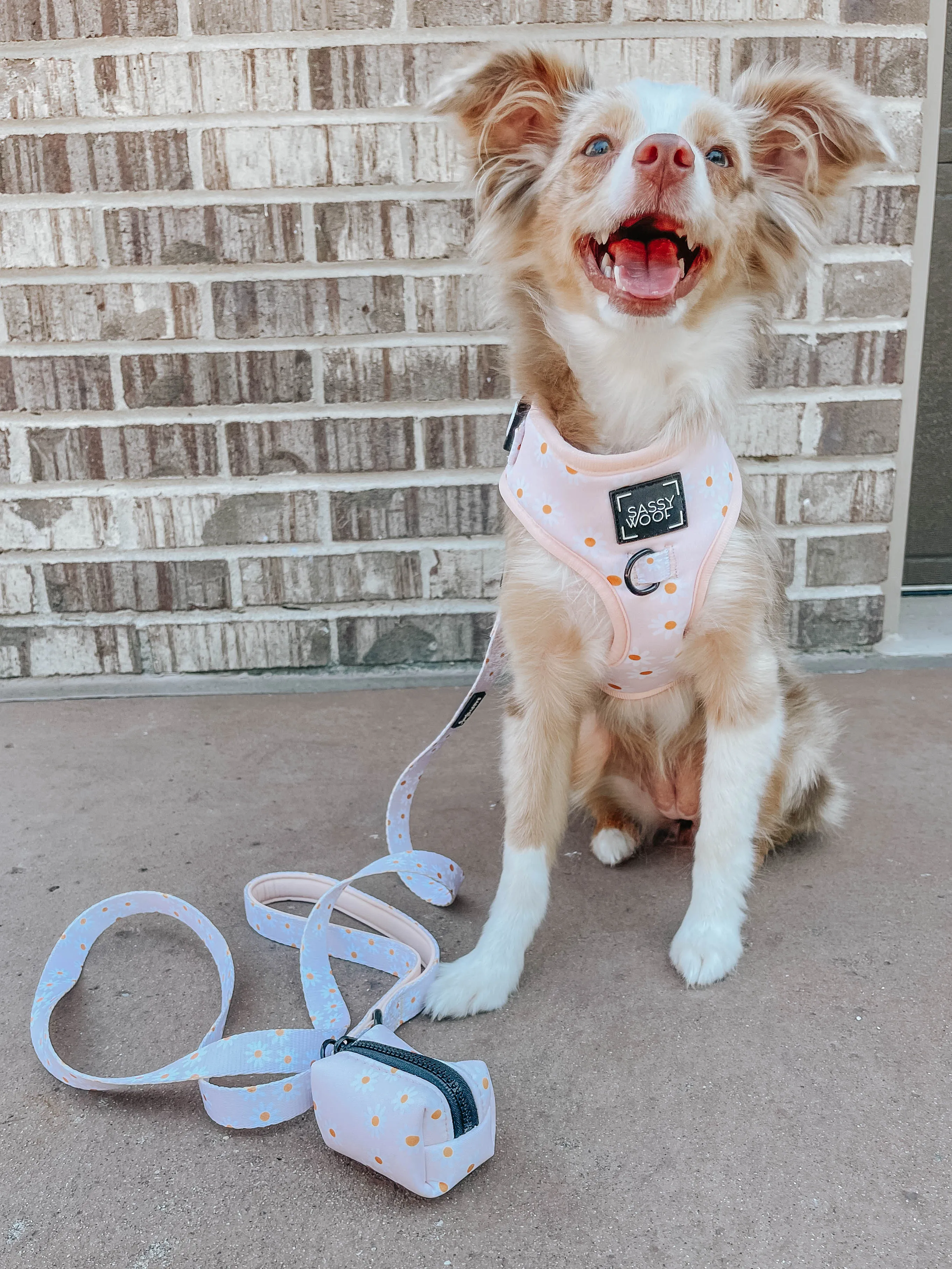 Dog Leash - Dainty Daisy