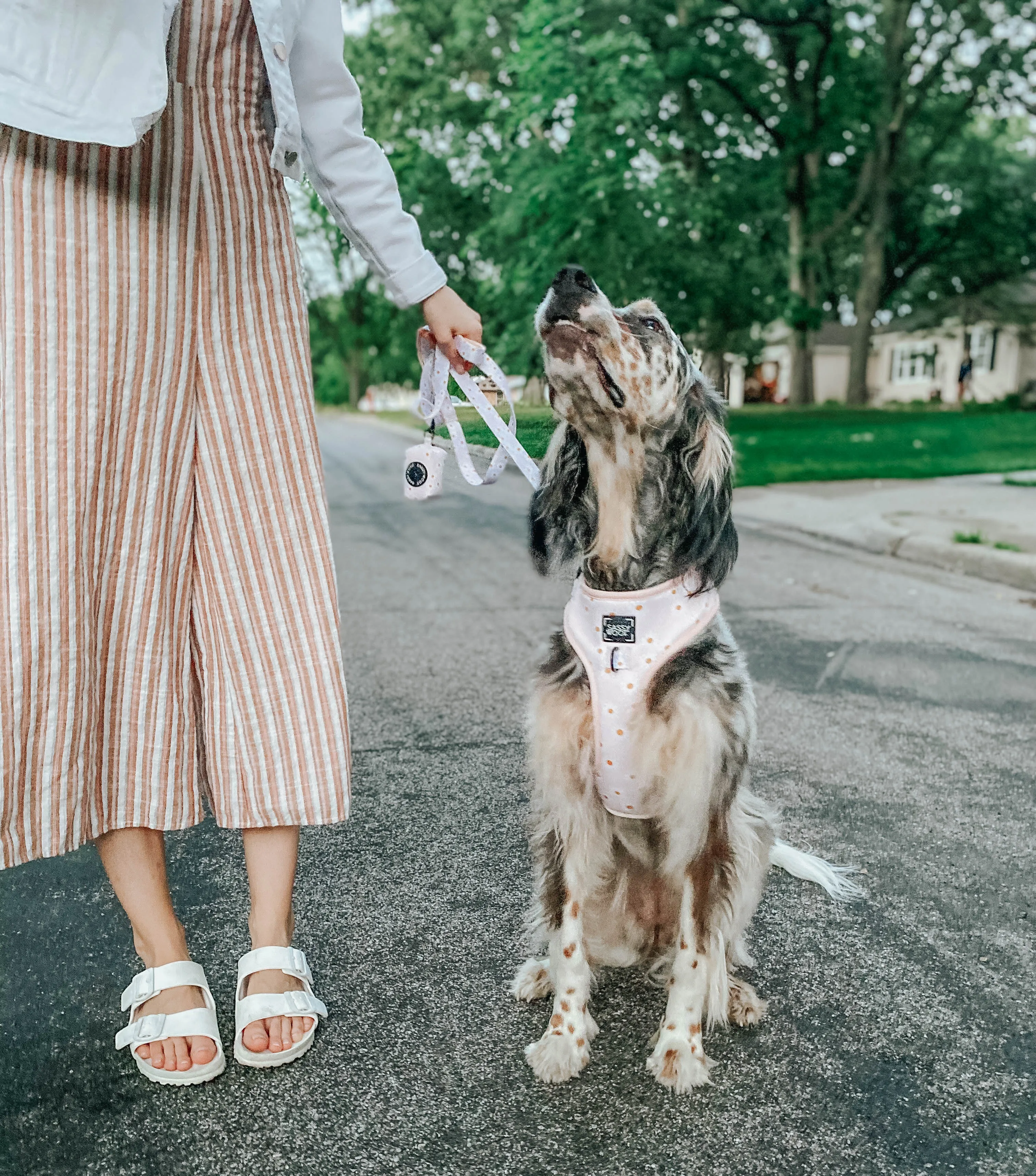 Dog Leash - Dainty Daisy