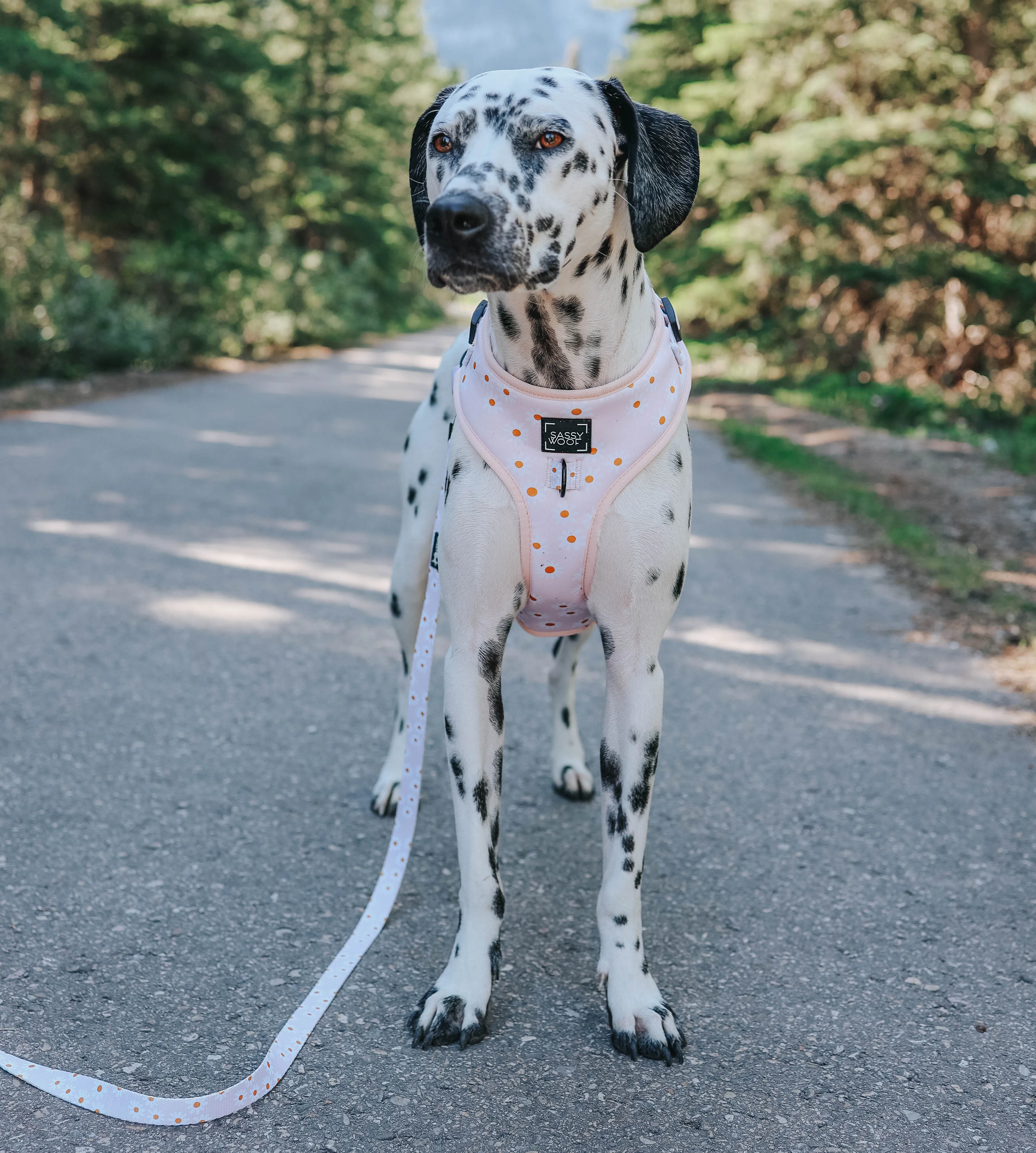 Dog Leash - Dainty Daisy